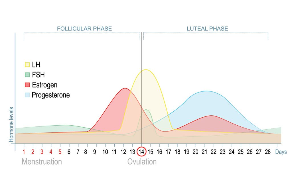 4 Steps to Treating Oestrogen Dominance